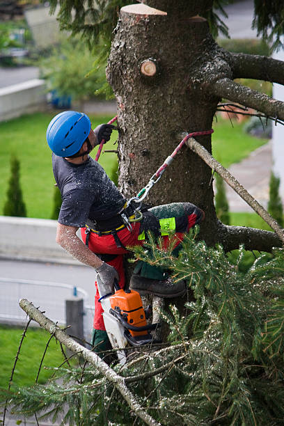 Reliable Pearl River, LA Tree Services Solutions